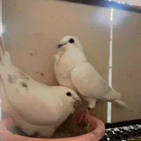 ماده آلمانی بیست