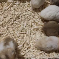 همستر ، رت ، موش سوری|موش و خرگوش|مشهد, احمدآباد|دیوار