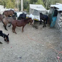 قاطر|حیوانات مزرعه|آرمرده, |دیوار