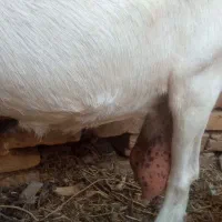 بز شیر ابستن