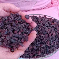 زغال اخته بدون هسته و اعلا