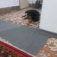 سگ دوبرمن
