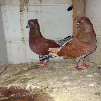 کبوتر سرخ سرور|پرنده|آستانه اشرفیه, |دیوار