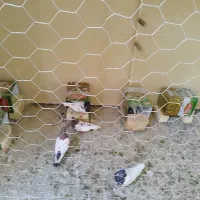 کبوتر|پرنده|اصفهان, شهرستان|دیوار
