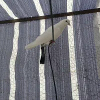 کفتر|پرنده|ارومیه, |دیوار