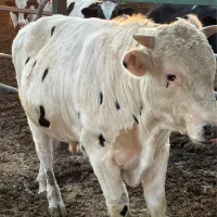 استخدام کارگر گاوداری