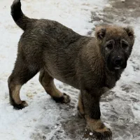 سگ آلابای|سگ|جلفا, |دیوار