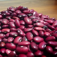 فروش لوبیا قرمز