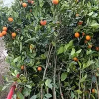 نهال مرکبات نارنگی|خدمات باغبانی و درختکاری|بندرعباس, |دیوار