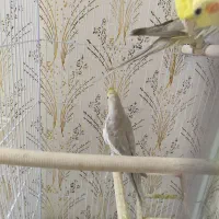 عروس هلندی|پرنده|مشهد, بهارستان|دیوار