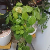 پتوس و گیاهان آپارتمانی