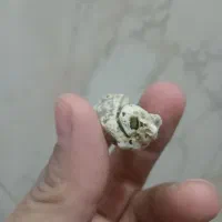 سنگ و فسیل قدیمی معاوضه باقناری یاهرچیزدیگر|کلکسیون اشیاء عتیقه|زابل, |دیوار