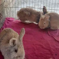 خرگوش اهلی نژاد دار، بازیگوش