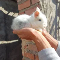 خرگوش|موش و خرگوش|کرمان, |دیوار