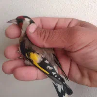 سیره گلچین|پرنده|سرپل ذهاب, |دیوار