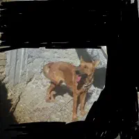 ماده ژرمن اصیل