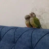 پرنده گرینچگ|حیوانات|قم, ولیعصر|دیوار