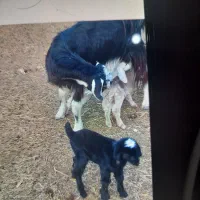 تعداد ۵راس بز  دوقولو  جوان  همراه  ۱۰راس بزغاله|حیوانات مزرعه|شریف‌آباد, |دیوار