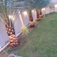 باغبانی درخت ونخل