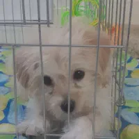 توله سگ ماده ۲ ماهه شیتزوپودل|سگ|قم, انسجام|دیوار