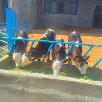 گاوگوساله تلیسه خریدوفروش درشهرضا|حیوانات مزرعه|اصفهان, امین‌آباد|دیوار