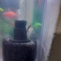 فروش ماهی اکواریوم تزئینی تک و تعداد|ماهی|پاکدشت, پاکدشت (مامازند)|دیوار