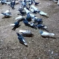 کفتر یا کبوتر|پرنده|چناران, |دیوار