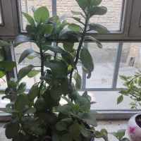 این گل زیبابااین همه برگ فقط 250