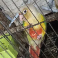 جوجه گیرینجیک|پرنده|پارسآباد, |دیوار