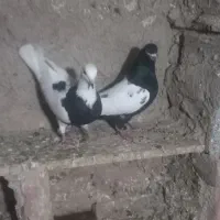 سینه سیاه نرپیس ککیل وکلفه ماده