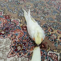 پرنده عروس هلندی|پرنده|قم, شهر قائم|دیوار