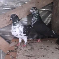 فروش کبوتر