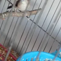 فنج بنگالی|پرنده|تبریز, |دیوار