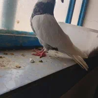 کبوتر|پرنده|امیدیه, |دیوار