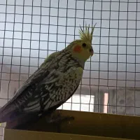 عروس گل باقالی