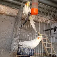 عروس هلندی گم شده