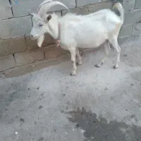 بز سانن