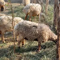 گوسفند فروشی|حیوانات مزرعه|عنبرآباد, |دیوار