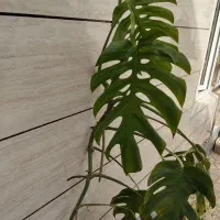 ومتمدپنن