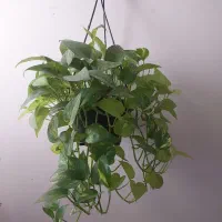 فروش گل خانگی باکیفیت وقیمت مناسب