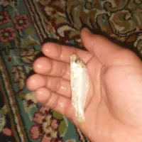 ماهی کوی وقرمز