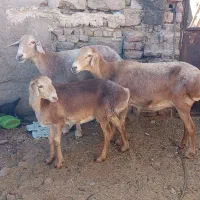 گوسفند|حیوانات مزرعه|زابل, |دیوار