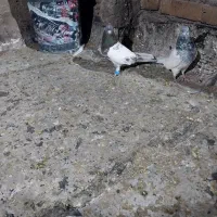 یک جفت کله خوشگل