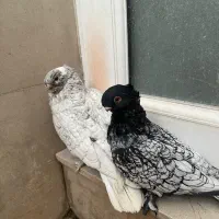 جفت کبوتر بلاندنیت سیلور|پرنده|تهران, سردارجنگل|دیوار