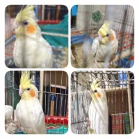 عروس هلندی لوتینو