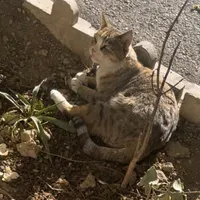 گربه گمشده|گربه|همدان, |دیوار