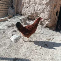مرغ محلی
