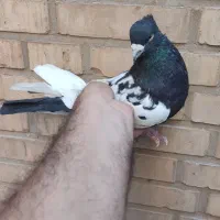 سینه سیاه درشت دوری