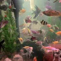 اکواریوم شرکتی دلسا مدل k580