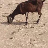 بزقرمز    ۹هشتصد